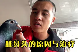 一场倒春寒，不少鸽友的鸽子出现脏鼻头，明明是感冒却当成毛滴虫