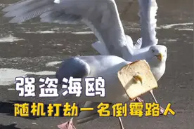 海鸥的别名是海盗，随机打劫一名倒霉路人，流程熟练一看就是惯犯