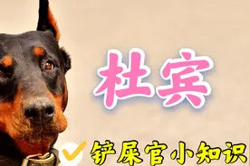 没想到杜宾原来是罗威纳的儿子，国内的杜宾犬不是真正的西装暴徒视频封面