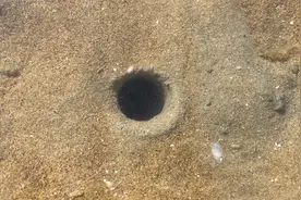 大齐退潮赶海，发现沙滩上这样的小洞，居然住着大长腿八爪鱼视频封面