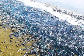 大量动物出现反常行为，难道是灾难来临的前兆？究竟可不可信？