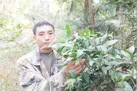 山里有一种植物叫草珊瑚，又叫接骨草，它全身都是宝，你认识吗视频封面