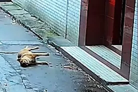 狗狗坐家门口被人用液体喷了一下，30秒后惨叫倒地挣扎死亡！视频封面