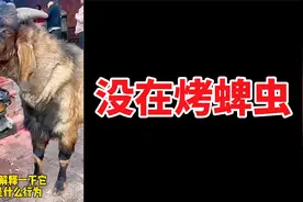 抖音疯传羊烤火视频，它到底在干什么？真的是在烤身上寄生虫吗？