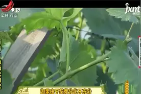 葡萄一年两收两代同堂栽培，这些工作要做好！对症下药防治病虫害