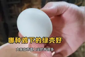 绿壳的都是土鸡蛋吗？又是哪种鸡下的绿壳鸡蛋好？阿可来告诉你视频封面