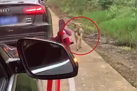 狗狗不舍主人出嫁，接亲当天追婚车5公里，主人看后车上偷偷抹泪视频封面