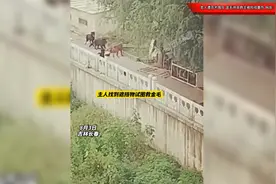 老人遭恶犬围攻，宠物金毛拼命救主被咬成重伤！网友：金毛没白养视频封面