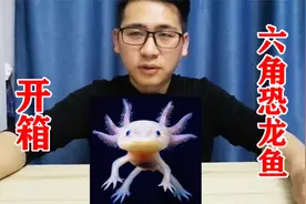 小伙买了两条六角恐龙鱼，给配了一套豪华别墅，还准备办个乔迁宴