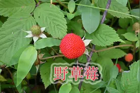 野草莓果汁多味香甜，农村小孩童年常吃，有空大家还会采摘吗？视频封面