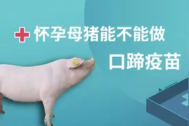 猪场9月份，口蹄疫苗要开始做了，怀孕母猪能打吗？注意4点视频封面