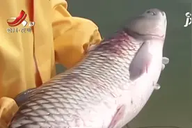 农博士大讲堂：脆肉鲩养殖技术视频封面