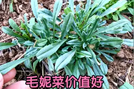 毛妮菜，一种十分优质的野菜，春天一定不要错过了它，好吃