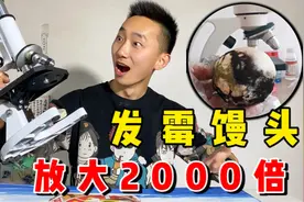 发霉的馒头还能吃吗？显微镜放大2000倍我看到了霉菌！视频封面
