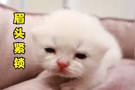 出生12天的小奶猫，皱个眉头奶声奶气找妈妈，太萌了