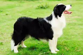 四脚白的狗，老人说穿“孝鞋”，小伙称“四蹄踏雪”视频封面