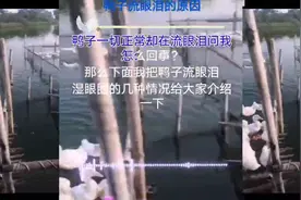 小鸭子流眼泪是什么病