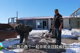 草原人家一次宰四只羊，剥皮不用刀，冷水加把盐煮一大锅！
