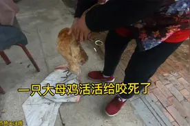 一只下蛋的老母鸡，被鸡群咬的屁股已经烂掉，流血流的无力回天了视频封面