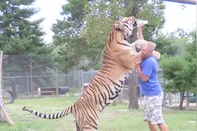 真正的东北虎到底有多大？和饲养员对比一下，你就知道了