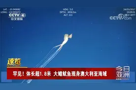 罕见！体长超1.8米 大鳍鱿鱼现身澳大利亚海域视频封面