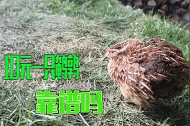 在拼多多上花10块钱就能买到一只鹌鹑，收到货后，这品相你会买吗