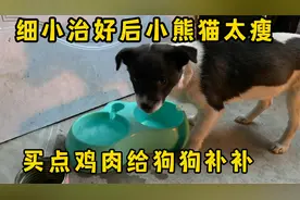 细小病毒治好了以后狗狗瘦多了，大年初六给它们煮点鸡胸肉补补