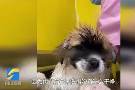 “这不是我的狗”！狗狗在宠物店洗完澡后太干净，主人竟不认识了视频封面