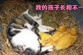 猫咪偷走刚孵化的小鸭，强迫它们喝猫奶，太奇葩了吧！