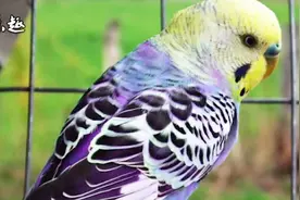 名贵虎皮鹦鹉欣赏，个个价格过万！视频封面