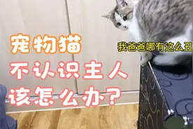 小伙烫了头发，结果猫咪不认识了，一副傻傻的样子，怎么办？视频封面