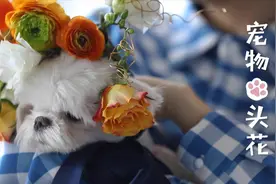 【宠物头花】只需几朵花，让狗狗和你一起感受春天吧视频封面