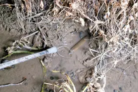 小伙钓黄鳝不用蚯蚓不用钩，用这种“神器”一套一个准，真厉害