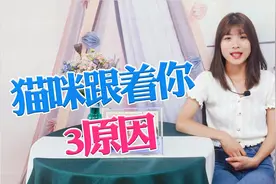 猫咪为什么喜欢跟着你？看完这3点原因，铲屎官恍然大悟