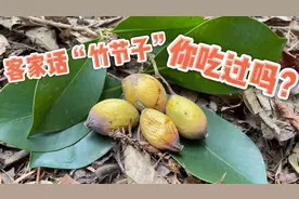 山里的金黄野果酸甜可口，客家叫“竹节子”，你们吃过吗？