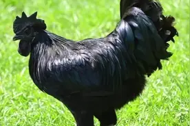 原于印尼的超级大乌鸡【兰博鸡尼】