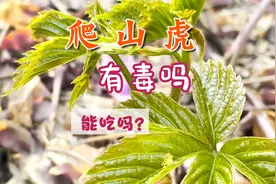 爬山虎药用价值和营养价值高，认识爬山虎并说说食用爬山虎的感受视频封面