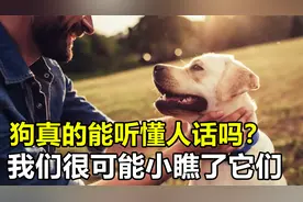 狗真的能听懂人话吗？科学家研究发现，可能小瞧了动物的能力视频封面