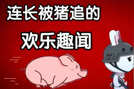 军营趣闻之那年连长被猪追……视频封面