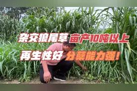 牛羊、鱼的青饲料，杂交狼尾草，亩产10吨以上，分蘖和再生都很强视频封面