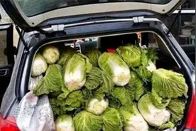 五菱宏光拉白菜被罚200，车主怒了质问：菜不能吃，还是车不能用