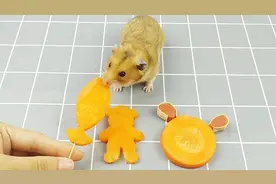 主人用胡萝卜给小仓鼠做造型可爱的零食吃，小仓鼠：我不吃视频封面