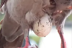 鸽子把蛋粘在肚皮上，难道要24小时孵？镜头记录全过程