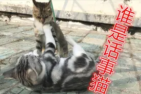 田园猫与品种猫混养，狸花机灵，美短憨，各有萌点