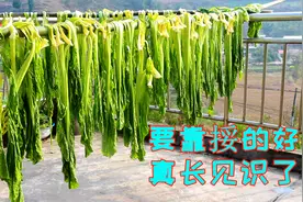 正宗四川老盐菜制作方法，青菜用太阳晒，果然还是老传统做法好吃