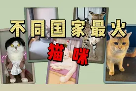 不同国家抖音最火的猫咪！和我家这条一样的猫，凭啥这么多粉丝？