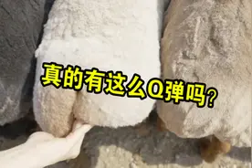 羊屁屁可以有多弹？女子拍打羊屁股“上头”，网友看后直呼解压！