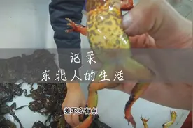 吉林发河北4斤林蛙，生态养殖水产蛙是合法的，都还不知道吧
