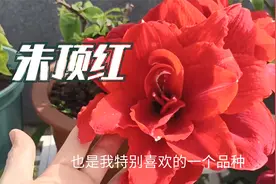 朱顶红陆续开花，“土朱”和“洋朱”，各有各的美