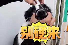 如何给狗狗戴上口罩（嘴套）？不用来硬的
